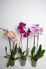 orchid flower isolated on white background