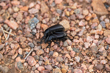 Dung beetle close-up
