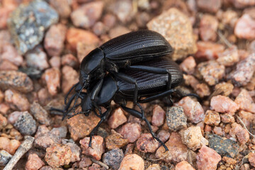 Dung beetle close-up

