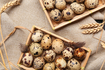 Boxes with fresh quail eggs and wheat on sack cloth background