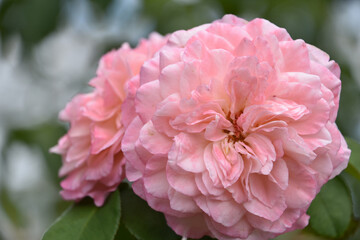 Pair of Pastel Pink Rose Blossoms on a Bush