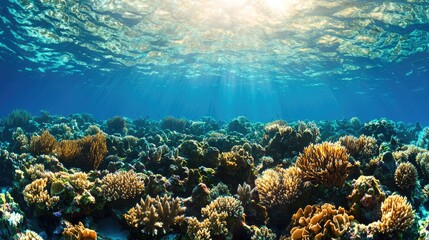 Obraz premium Underwater coral reef sunlight rays, vibrant colors, marine ecosystem, stunning coral landscape