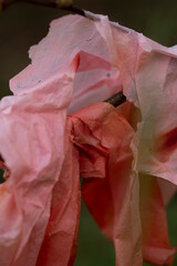 Red garbage on a tree
