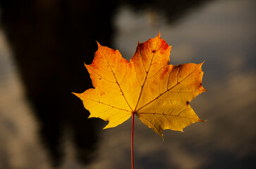 autumn maple leaves