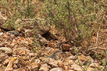 Small lizard in the desert