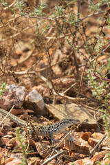 Small lizard in the desert