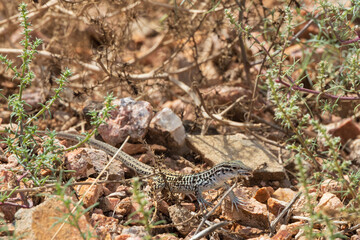 Small lizard in the desert