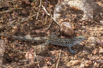 Small lizard in the desert