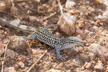 Small lizard in the desert