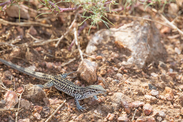 Small lizard in the desert