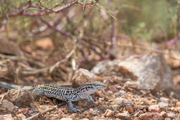 Small lizard in the desert