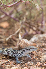 Small lizard in the desert