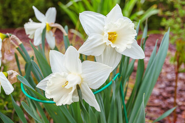 Bush of blooming white daffodils, narcissus in public garden, flowerbed. Meadow of flowers in spring park outside. Natural background, plant growing, cultivation, gardening hobby.