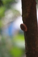 snail on a tree