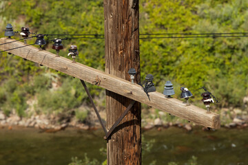 Old wooden telephone pole