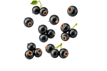 black currant isolated on white on transparent background