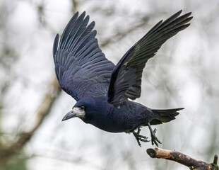 Rook wings spread wide in flight.