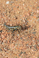 Grasshopper in the sand