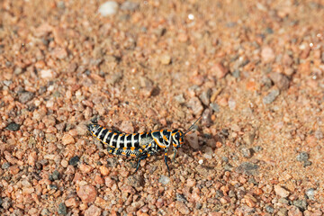 Grasshopper in the sand