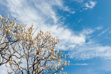 Obraz premium 早春に咲いた梅の花と木、日本庭園の梅林