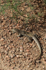 Small lizard on rocks