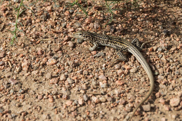 Small lizard on rocks