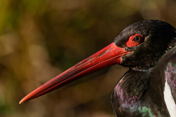 Black stork in head detail.
