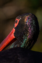 Black stork in head detail.
