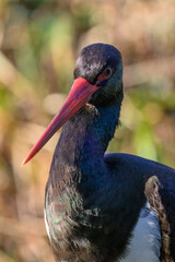 Black stork in head detail.
