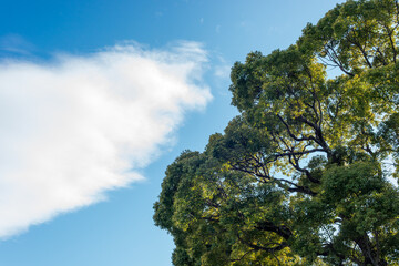 大きなクスノキ、常緑の巨樹