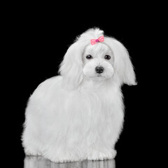 Adorable white maltese dog