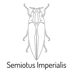 Black and white line art of Semiotus imperialis, a click beetle species. Detailed entomological illustration for coloring books, educational materials, and scientific resources.