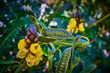 Vibrant Yellow Flower in Lush Greenery Close-Up Eye-Level View