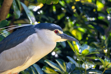 Black-crowned Night Heron (Nycticorax nycticorax) in Wetlands Worldwide