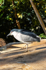 Black-crowned Night Heron (Nycticorax nycticorax) in Wetlands Worldwide