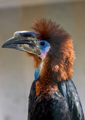 Black-casqued Hornbill (Ceratogymna atrata) in Central African Rainforests