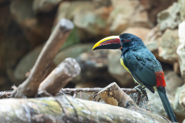 Green Aracari (Pteroglossus viridis) in Amazon Rainforest