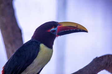 Green Aracari (Pteroglossus viridis) in Amazon Rainforest