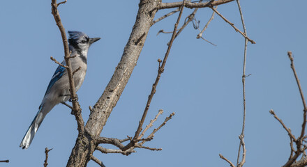 Closeup of a blue jay perched on a bare branch.
