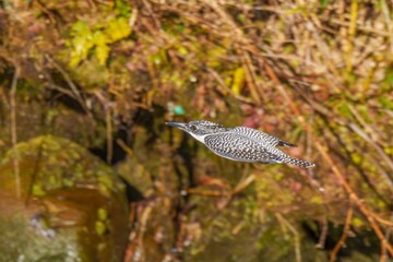 冬枯れの渓流をバックに高速で飛ぶヤマセミ