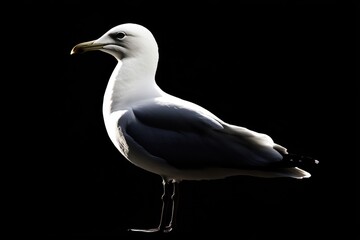 Seagull stands facing left in a portrait against black background