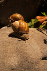 snail on a stone