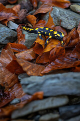 Spotted salamander on a wet fallen beech leaf among stones.

