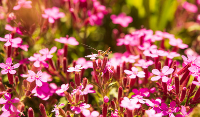 Small grasshopper in pink flowers