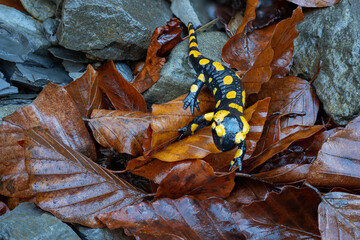 Spotted salamander on a wet fallen beech leaf among stones.
