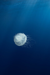 Crown Jelly in Blue Water Majestic © Snappy Sammy