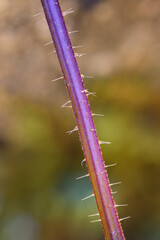 Marko looks at the purple stem of the nettle.
