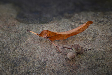 A fallen leaf with three linden balls.
