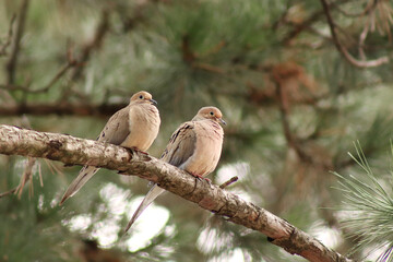 Mourning Doves