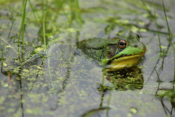 Frog